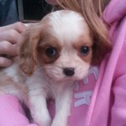 honden foto van Lore en Lola