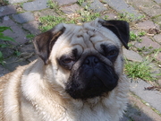 honden foto van Mingo