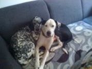 honden foto van arie van den brink