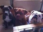 honden foto van Paulien