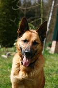 honden foto van Reina