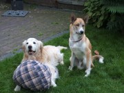 honden foto van marja