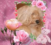 honden foto honden foto van Anja