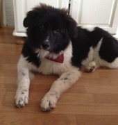 honden foto van Tamar