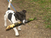 honden foto van Daisy