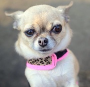 honden foto honden foto van priscilla