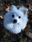 honden foto van Kelly