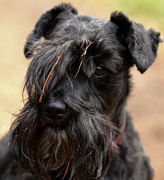 honden foto van Anne-Marie van Alem-Damen