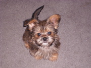 honden foto honden foto van marjolein