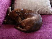 honden foto van Brecht