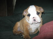 honden foto van sandra