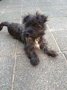 honden foto van Tineke & Bente