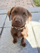 honden foto honden foto van Manuela