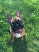 honden foto van sophie