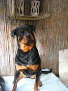 honden foto van corry