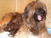 honden foto van adrie bekkers