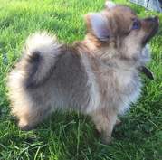 honden foto van Sharpom