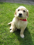 honden foto van jurgen