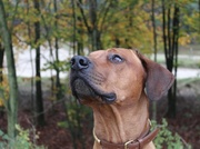honden foto van Nikita en Juba