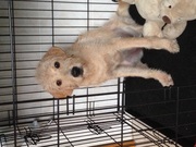 honden foto van Leontine