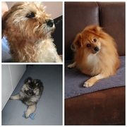 honden foto honden foto van Kees