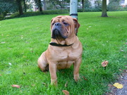 honden foto van Lacombe scar