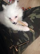 honden foto van Eline