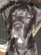 honden foto van Sven