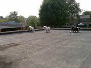honden foto van engelina