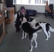 honden foto van Raven