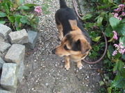 honden foto honden foto van dorien