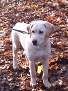 honden foto van Koen & Karin met Hugo