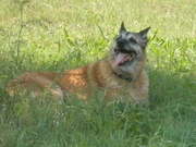 honden foto van claudia tiebosch/roel smits