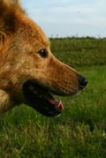 honden foto van Martine 