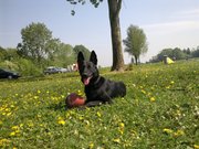 honden foto van Noa