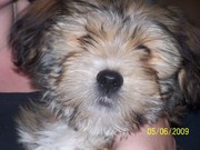 honden foto van Joost en Inge