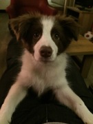 honden foto van Ewout Frans