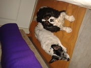 honden foto van angel