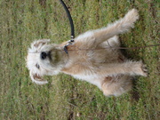 honden foto van johanna