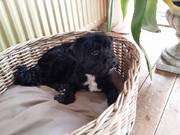 honden foto van Ezra