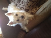 honden foto honden foto van Liana