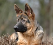 honden foto honden foto van Bs