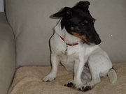 honden foto van Eidee 