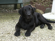 honden foto van Sandy