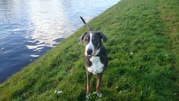 honden foto van Amy&Milon