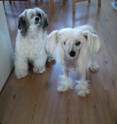 honden foto van Anita baasje van Susie en Bentley