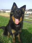 honden foto van Lydia