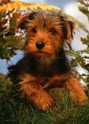 honden foto van joasiane