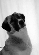 honden foto honden foto van Guido