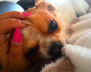 honden foto van Fay en petite